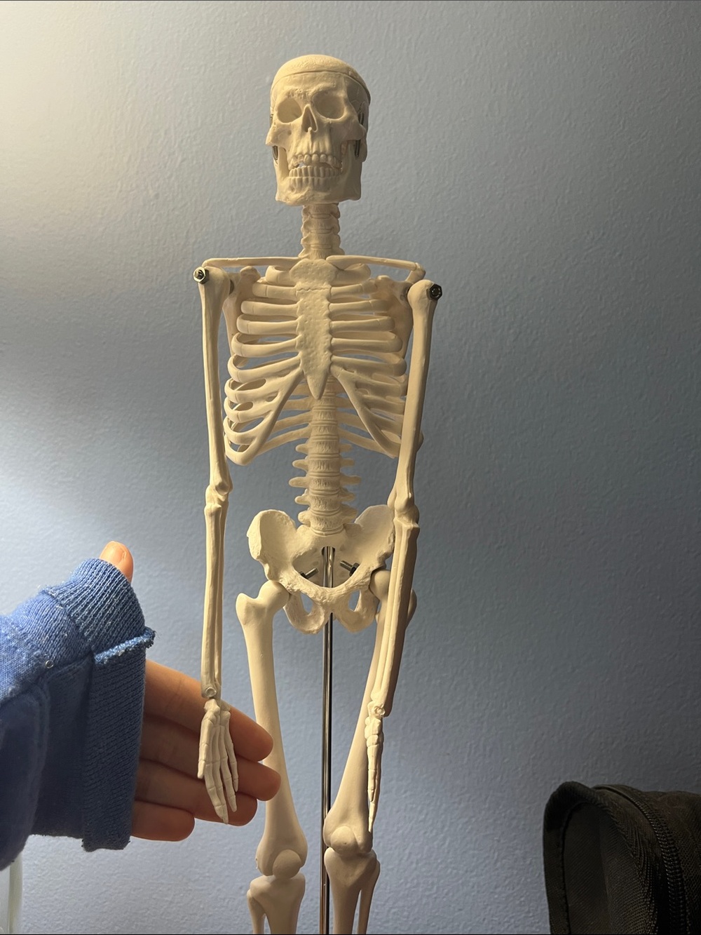 White Anatomical Skeleton Model - Study Material/ Decorative Prop